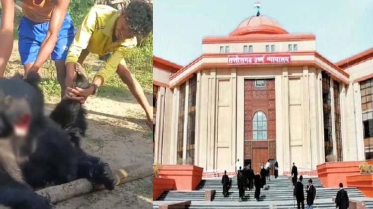 सुकमा में भालू की क्रूर हत्या पर हाईकोर्ट सख्त: पीसीसीएफ से मांगा जवाब, सोशल मीडिया में वीडियो हुआ था वायरल